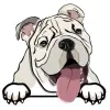 bulldog (1)