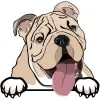 bulldog (2)