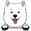 samoyed