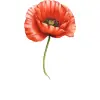 Mohn (August)