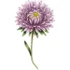 Aster (September)