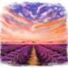 Lavender Field