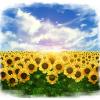 Sunflower Field_6000x6000 px