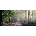 Hintergrund_0001s_0001_Wald