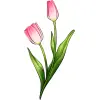 April_Tulip