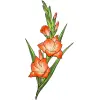 August_Gladiolus