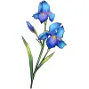 February_Iris