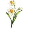 December_Narcissus