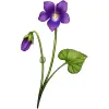 February_Violet