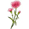 January _Carnation