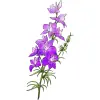 July_Larkspur