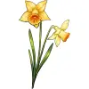 March_Daffodil