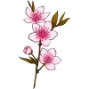March_Cherry Blossom