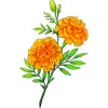 October_Marigold