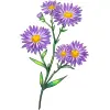 September_Aster
